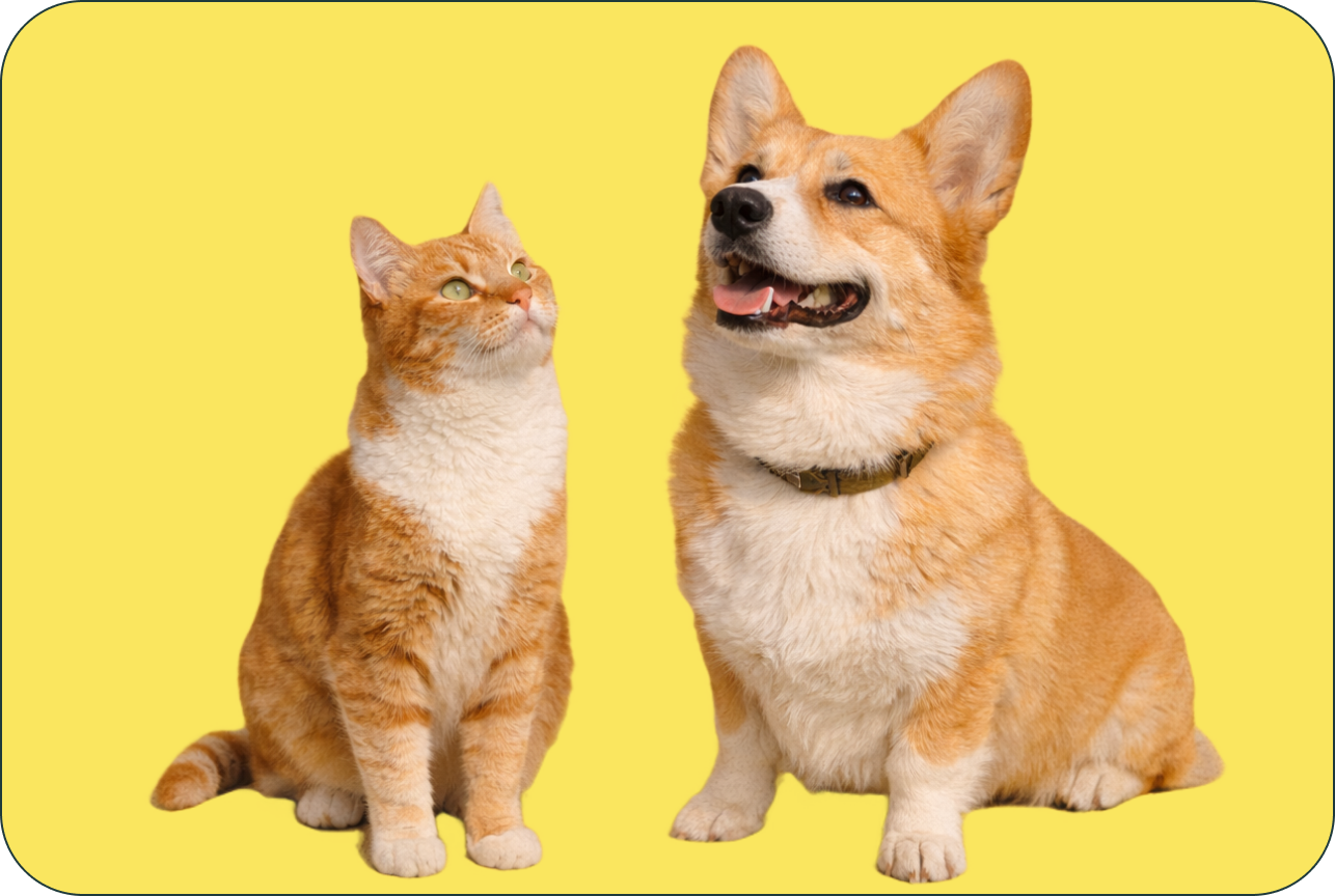 Cat and corgi representing Meridon pet supplement range